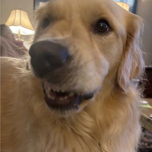 Meet your Posher, Moo